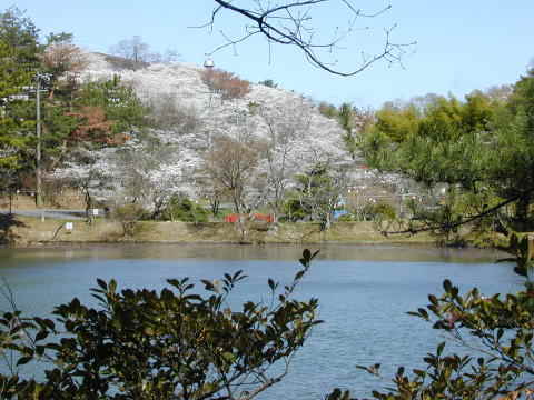 五色園の桜